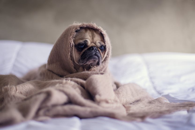 what happens if a dog eats a poisonous spider