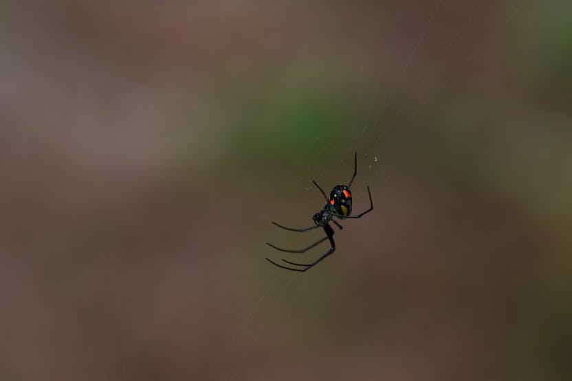 Florida Spiders in the Fall, Preventing Spiders