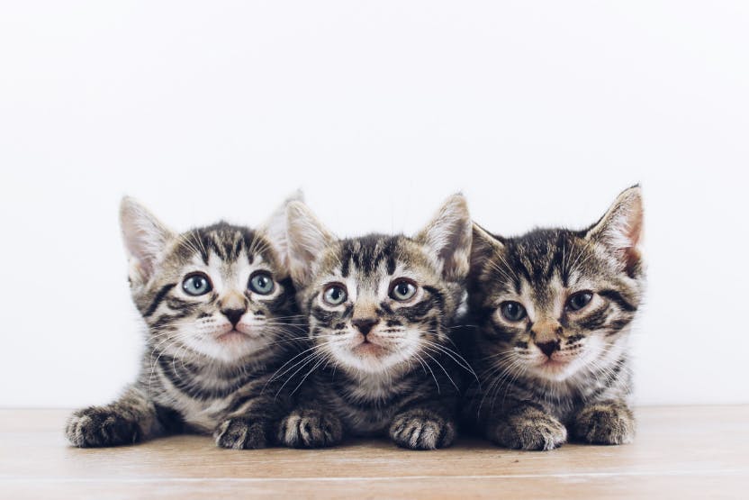 How Many Kittens Are Usually in a First Litter