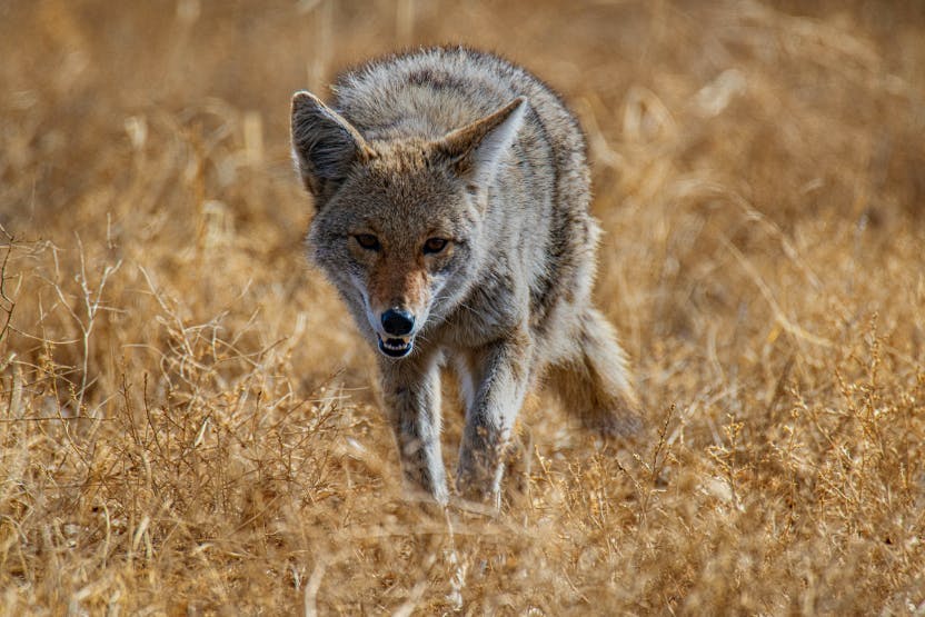 can dogs get rabies from coyotes