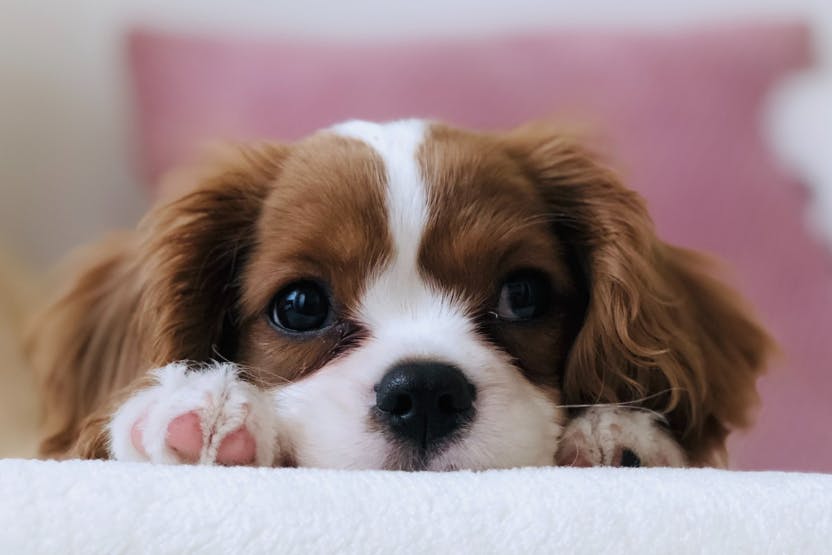 when should you get a puppy insured