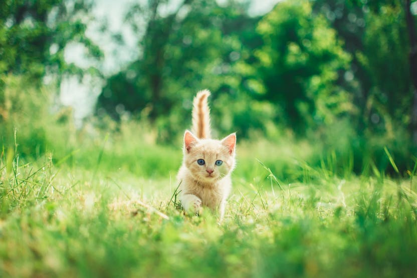 wellness-best-pet-insurance-for-kittens-hero-image