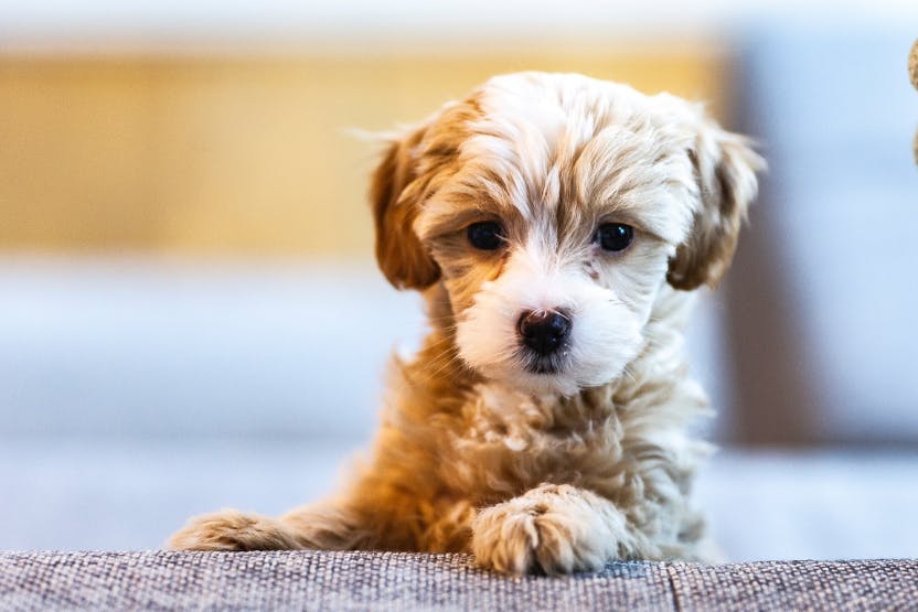 wellness-5-common-viral-infections-in-puppies-hero-image