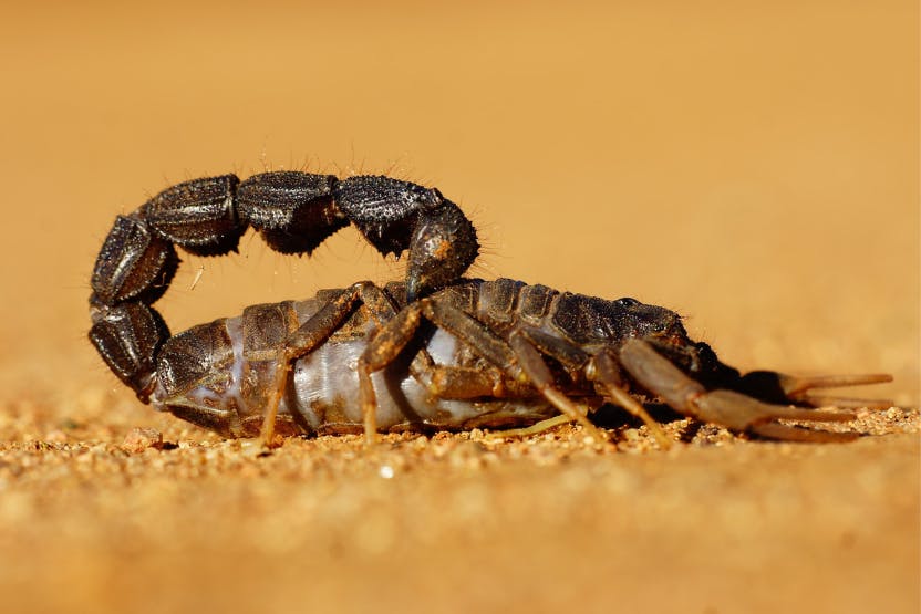 If you see a scorpion in North Carolina, have no fear