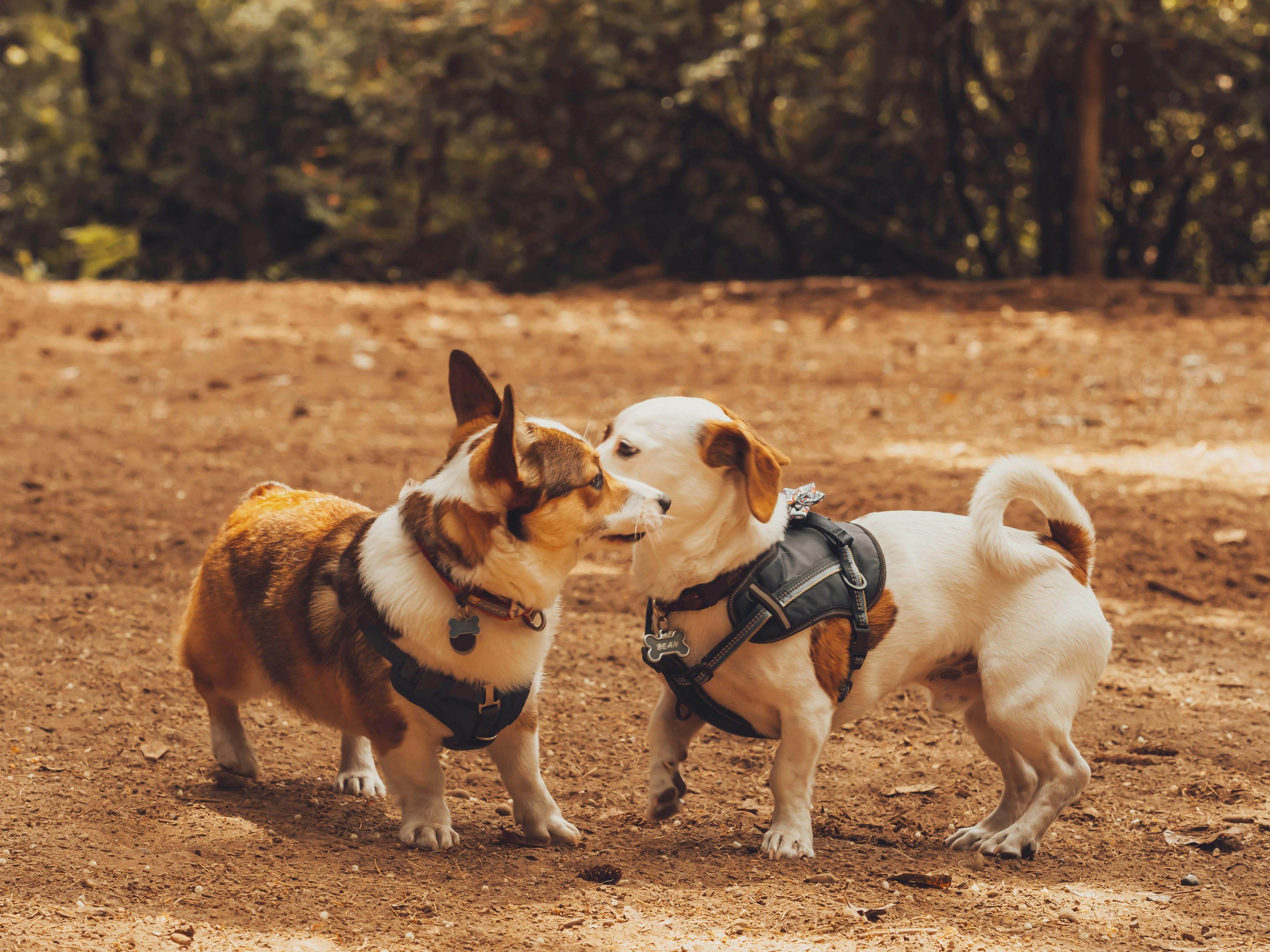 how long do dogs take to mate