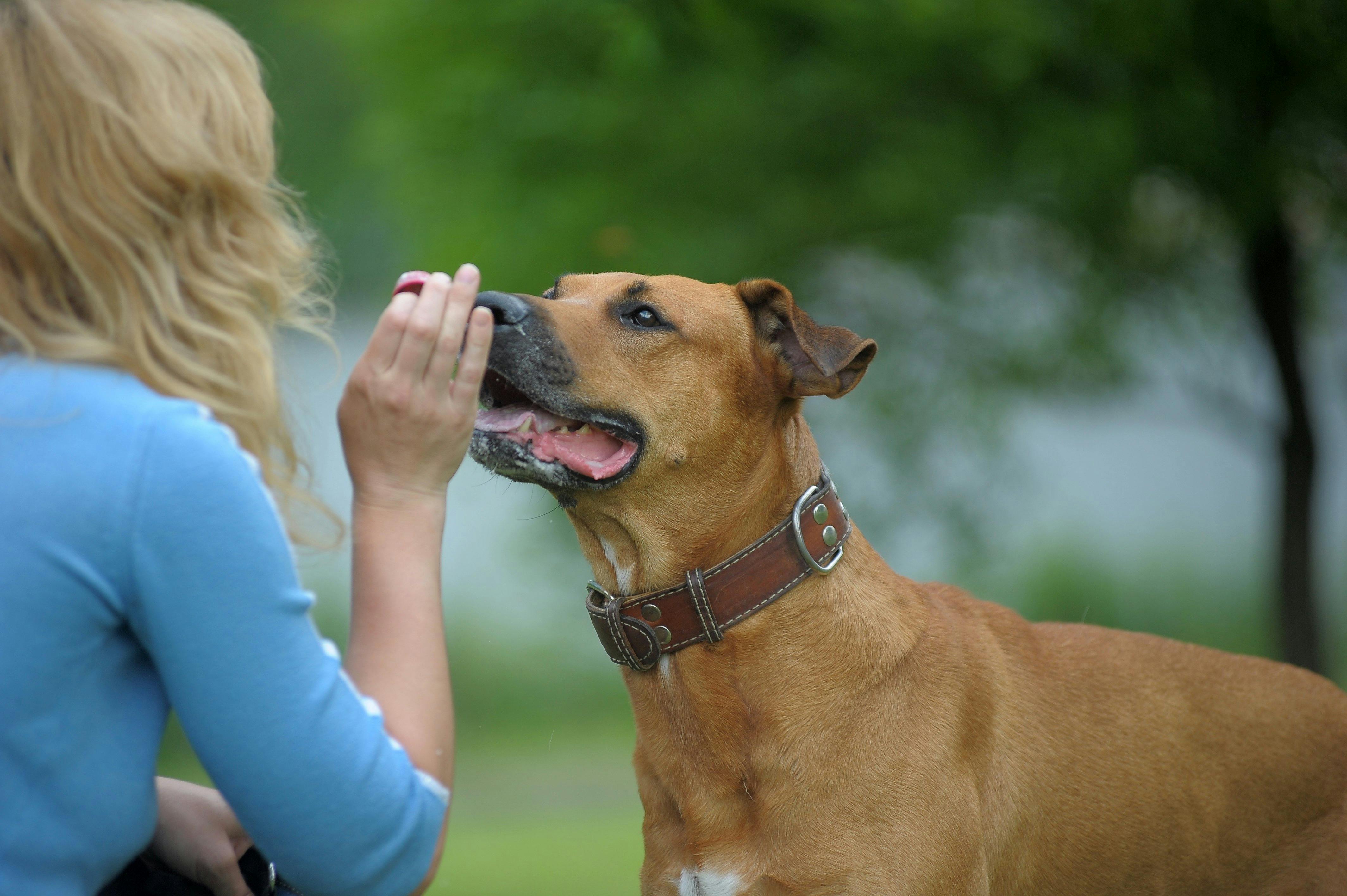 do dogs stop bleeding after mating