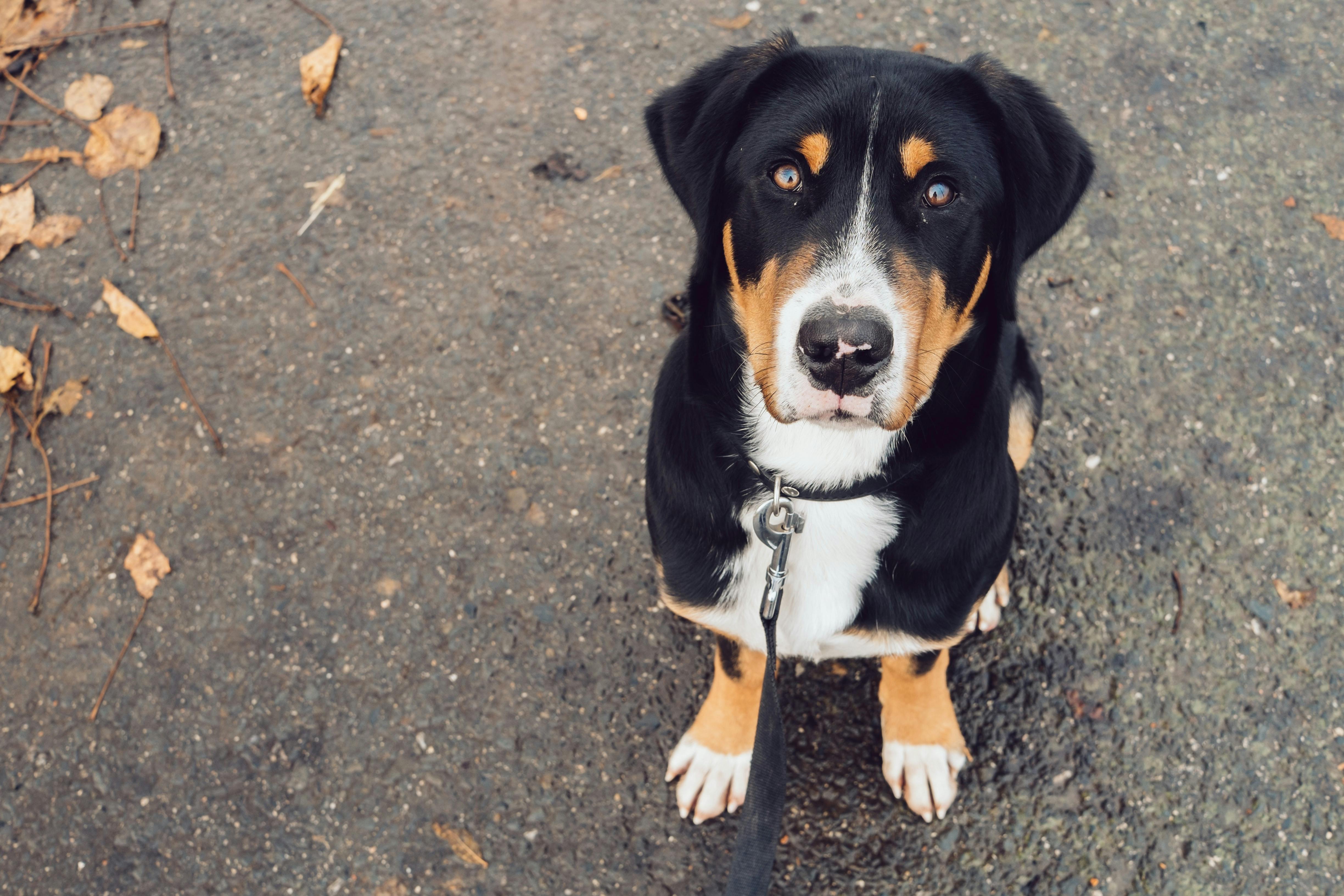 how-to-get-sticky-weed-out-of-dog-hair-best-hairstyles-ideas-for