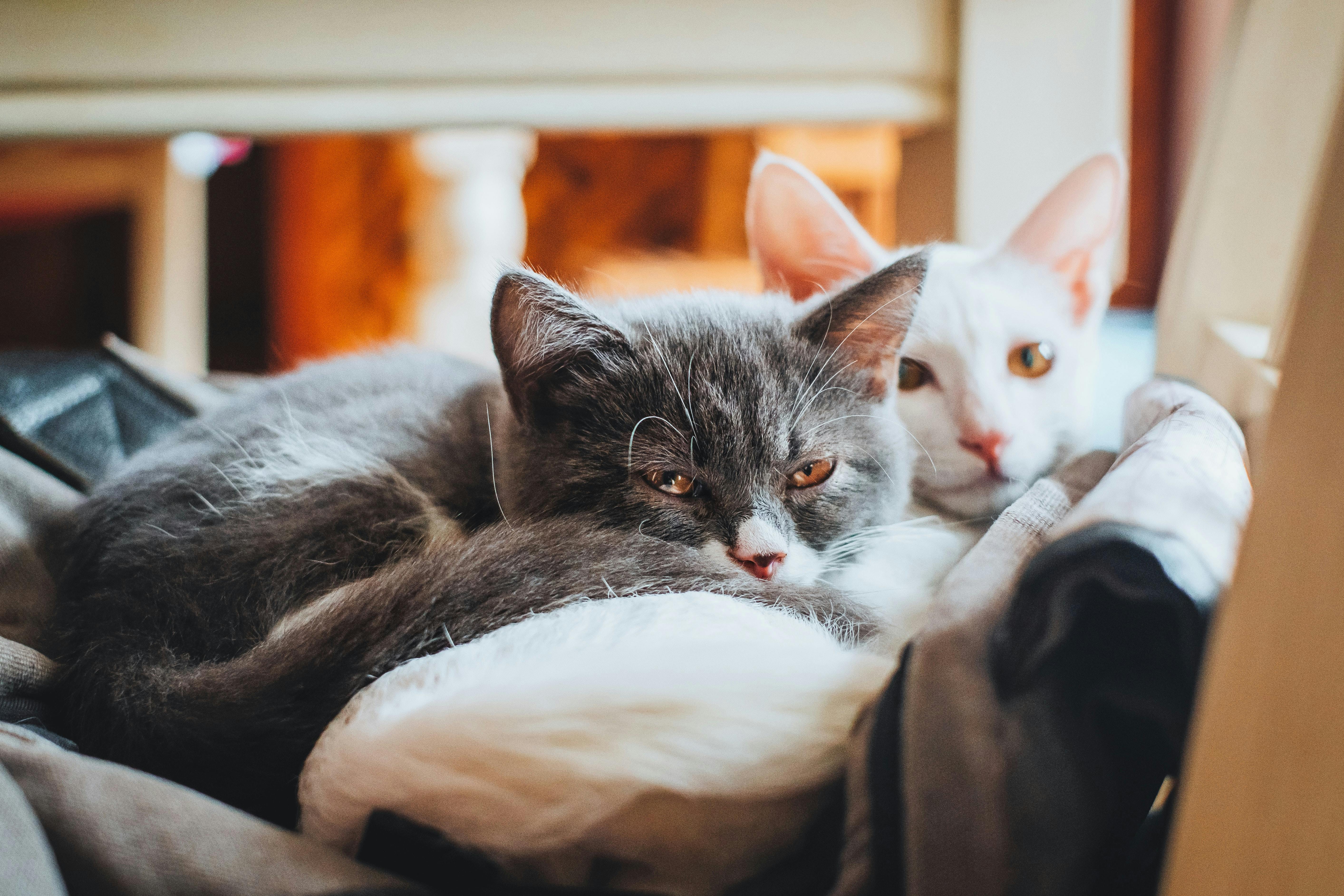 Two cats in outlet bed