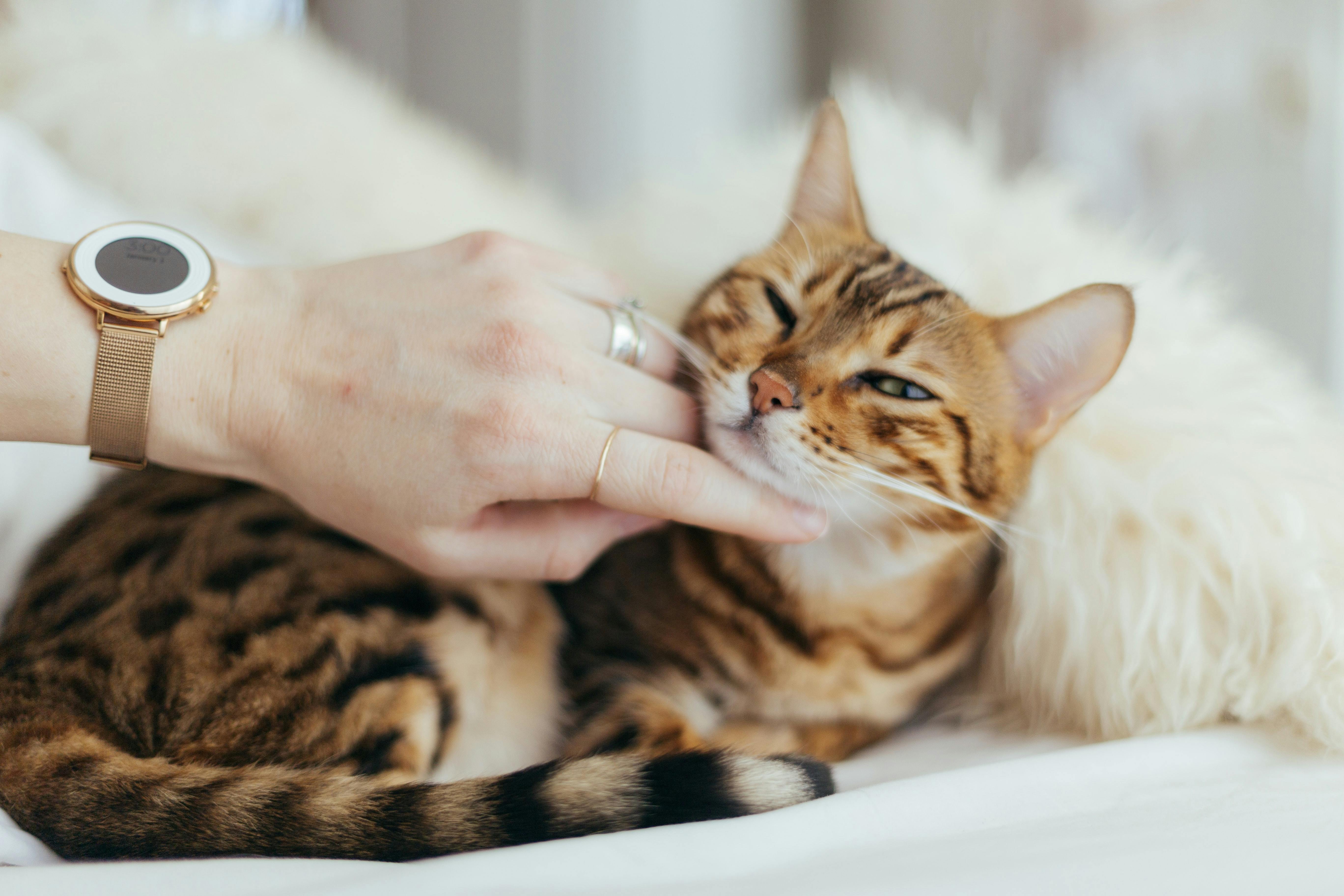 Overdue store cat vaccinations