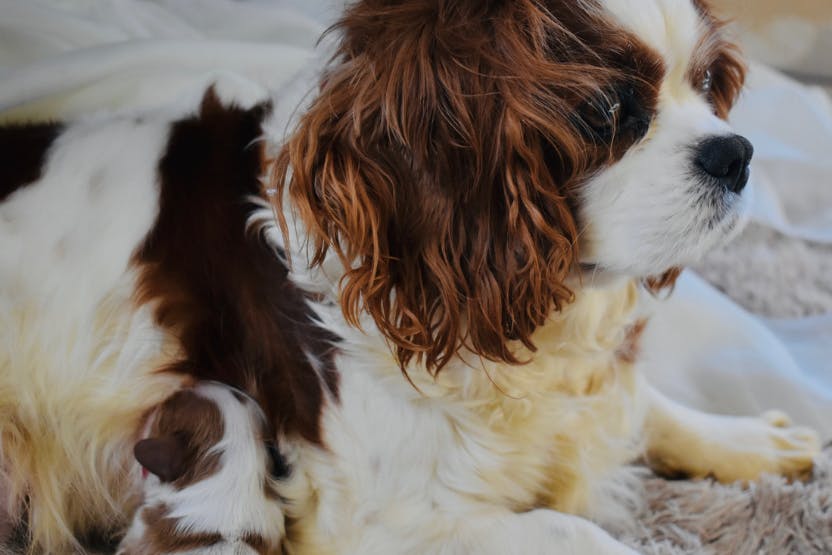 15 Dog Pregnancy and Whelping Tips: What You'll Need and What to Do