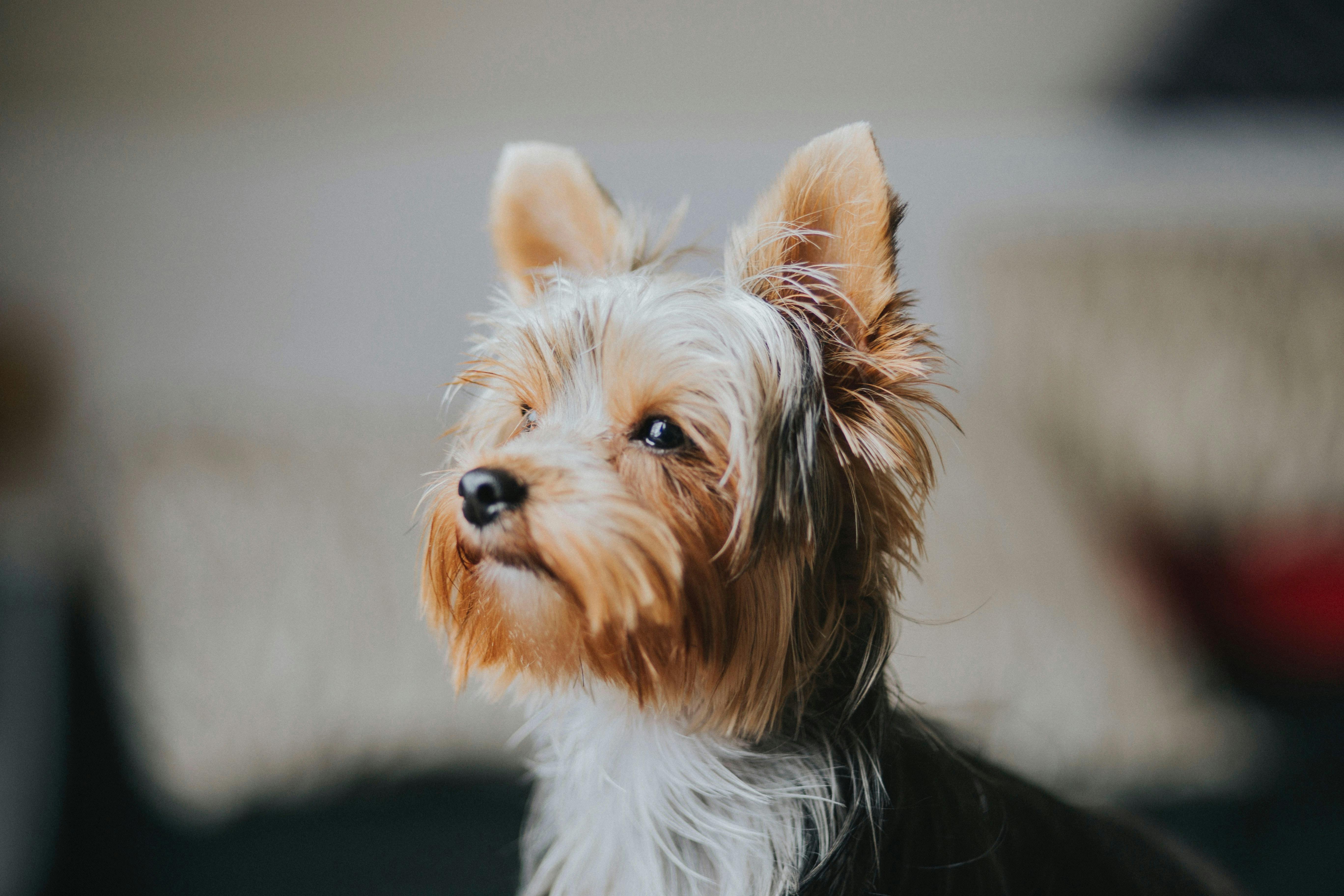 How Often Should You Take Your Dog to the Groomer?