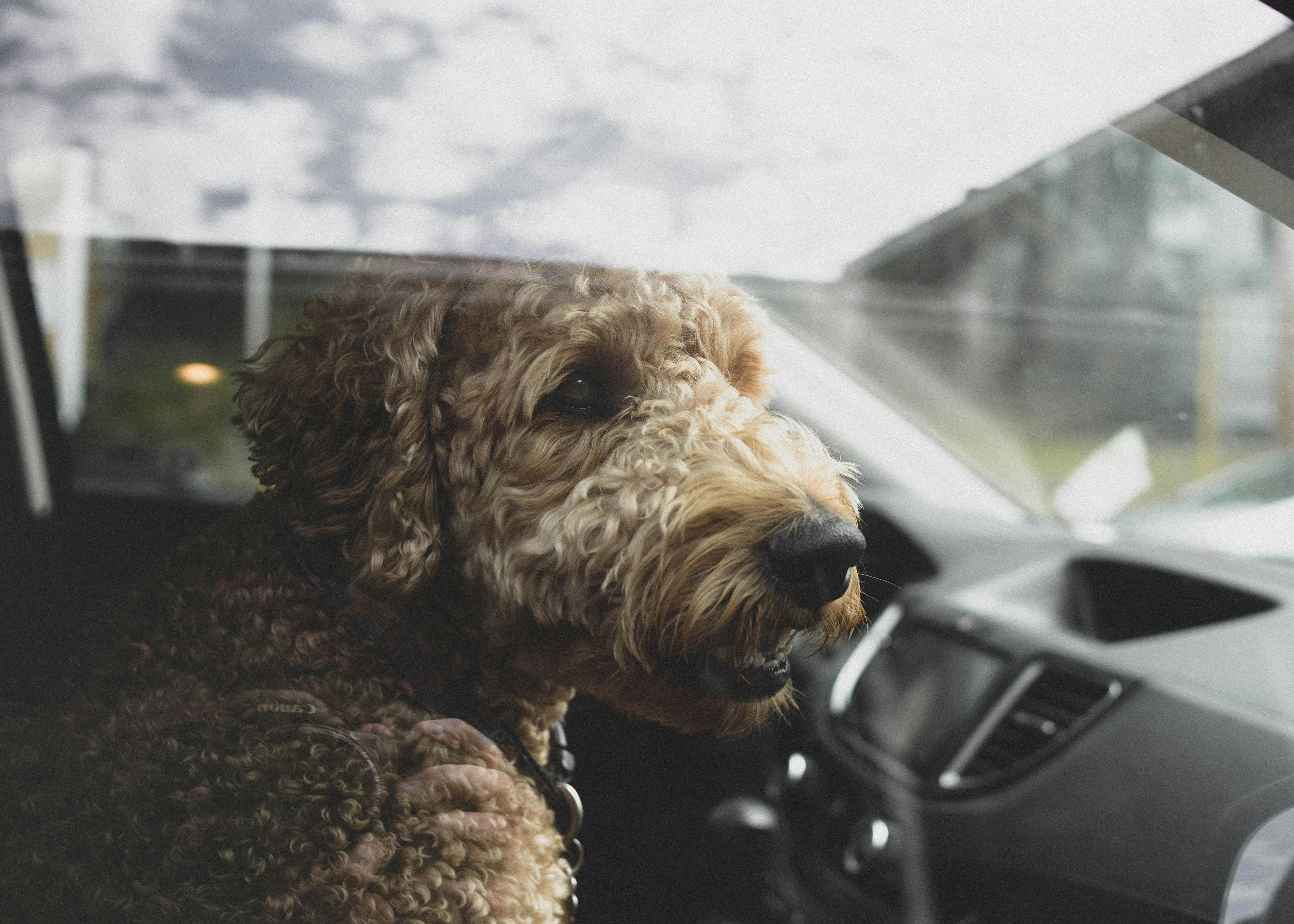 Dog in passenger on sale seat