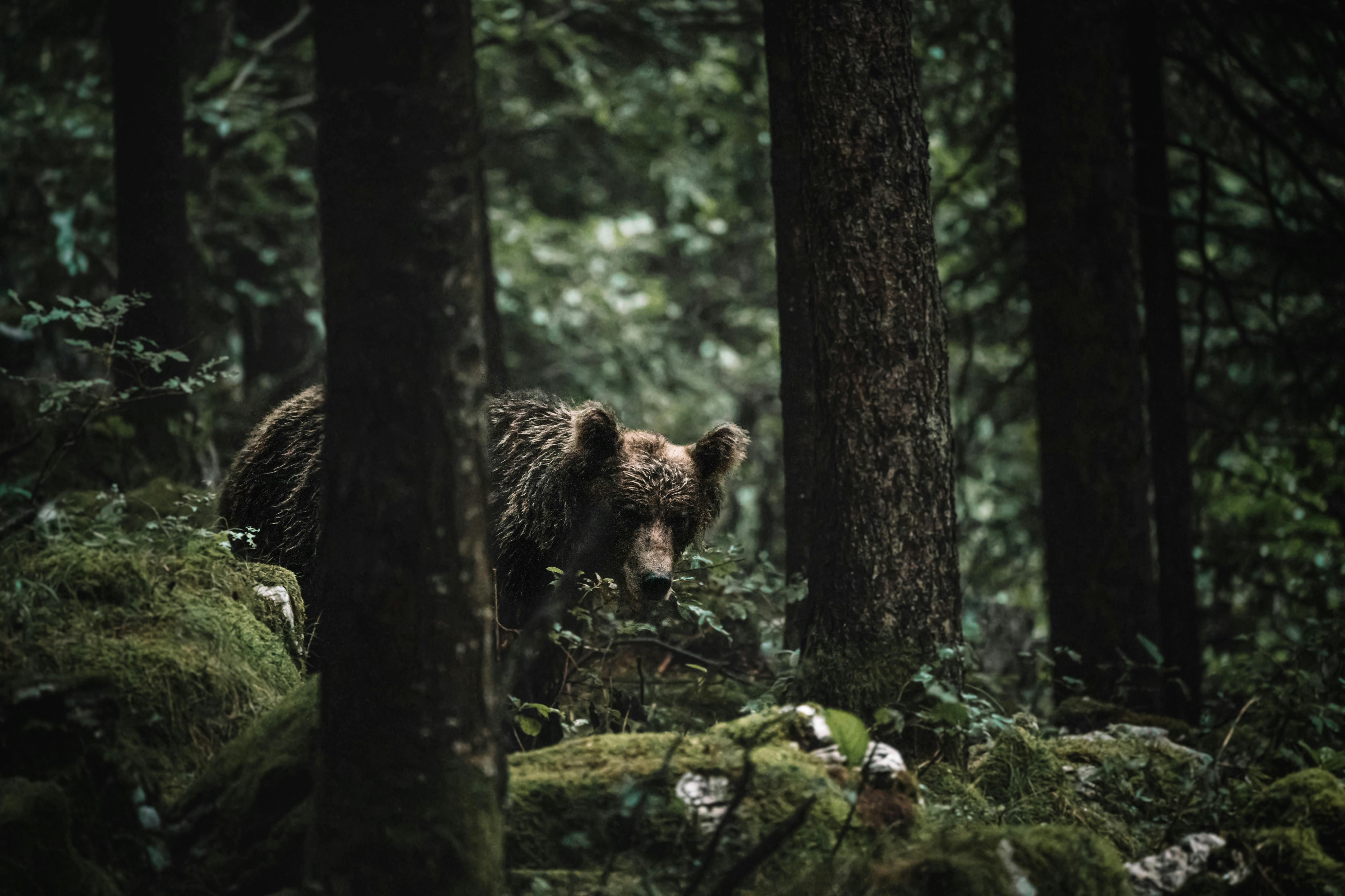 what to do if you see a bear with your dog