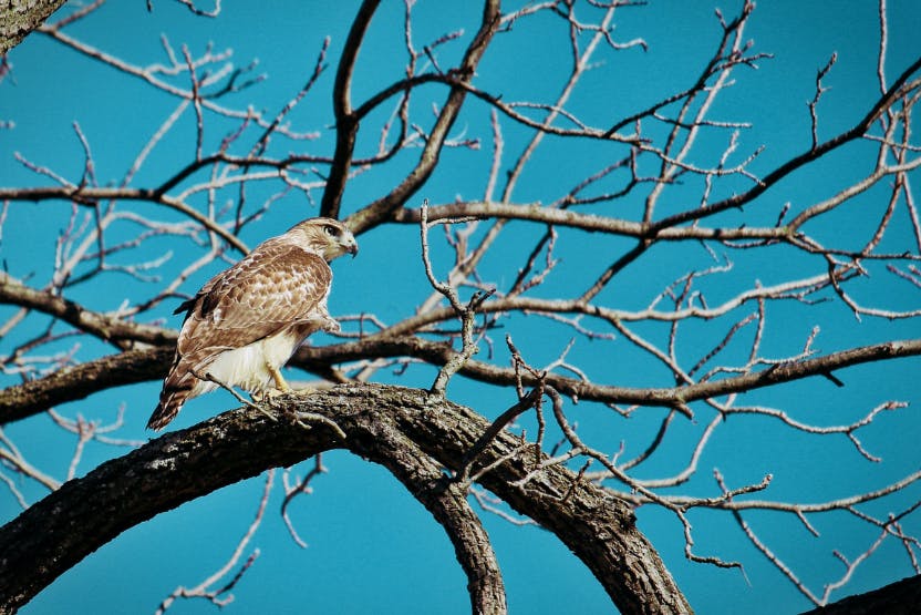 Hawk attacks NJ bulldog in front yard