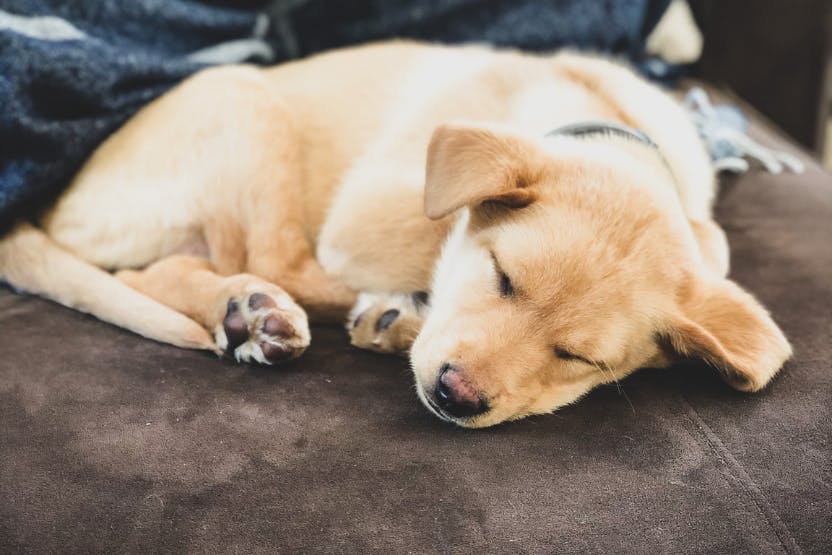 Pet stains on couch best sale