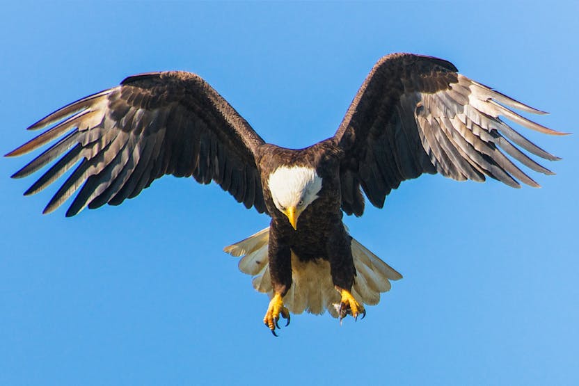 golden eagle attacks human