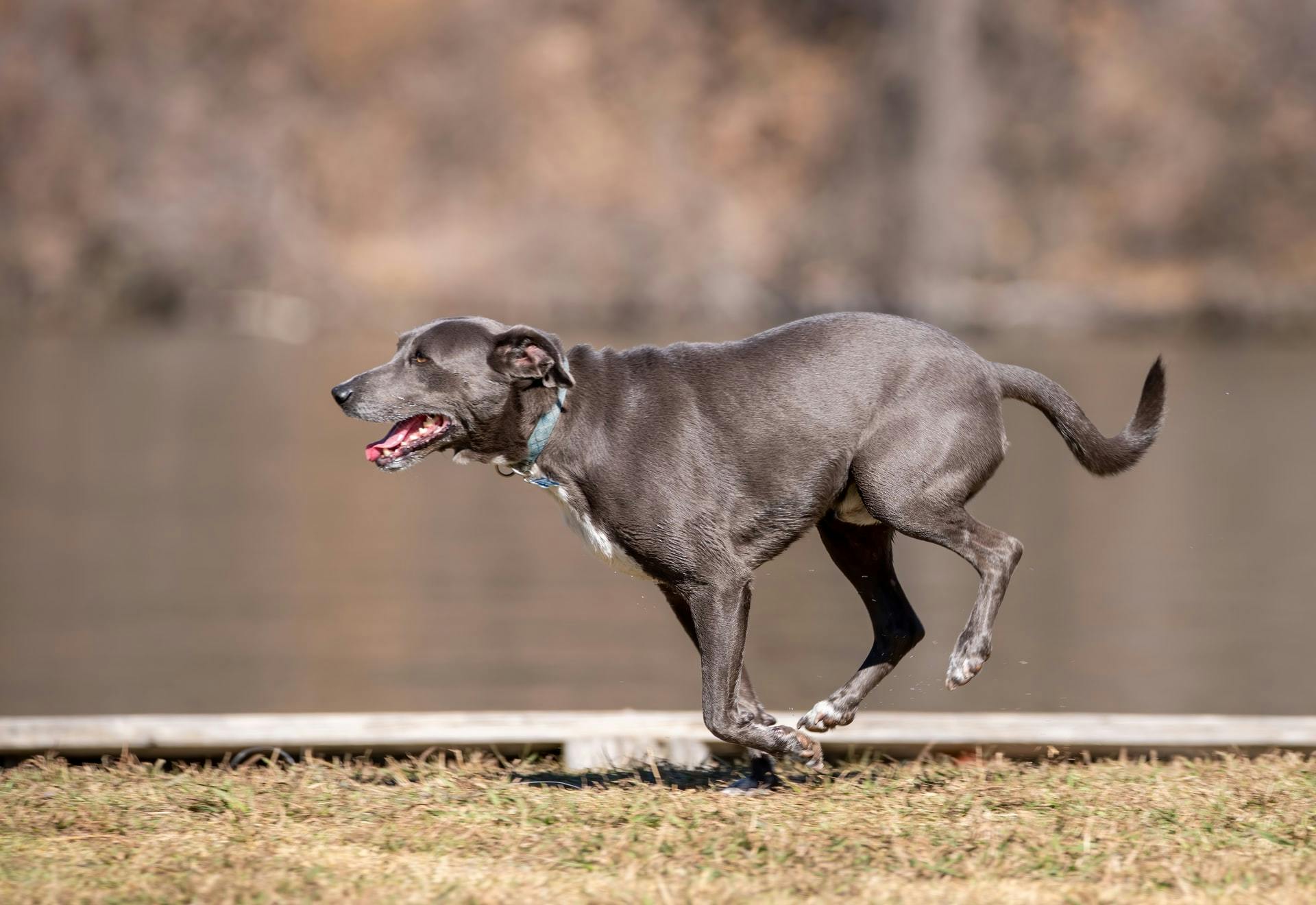 8 Creative Ways To Keep Your Dog Hydrated - A Better Way Pet Sitting