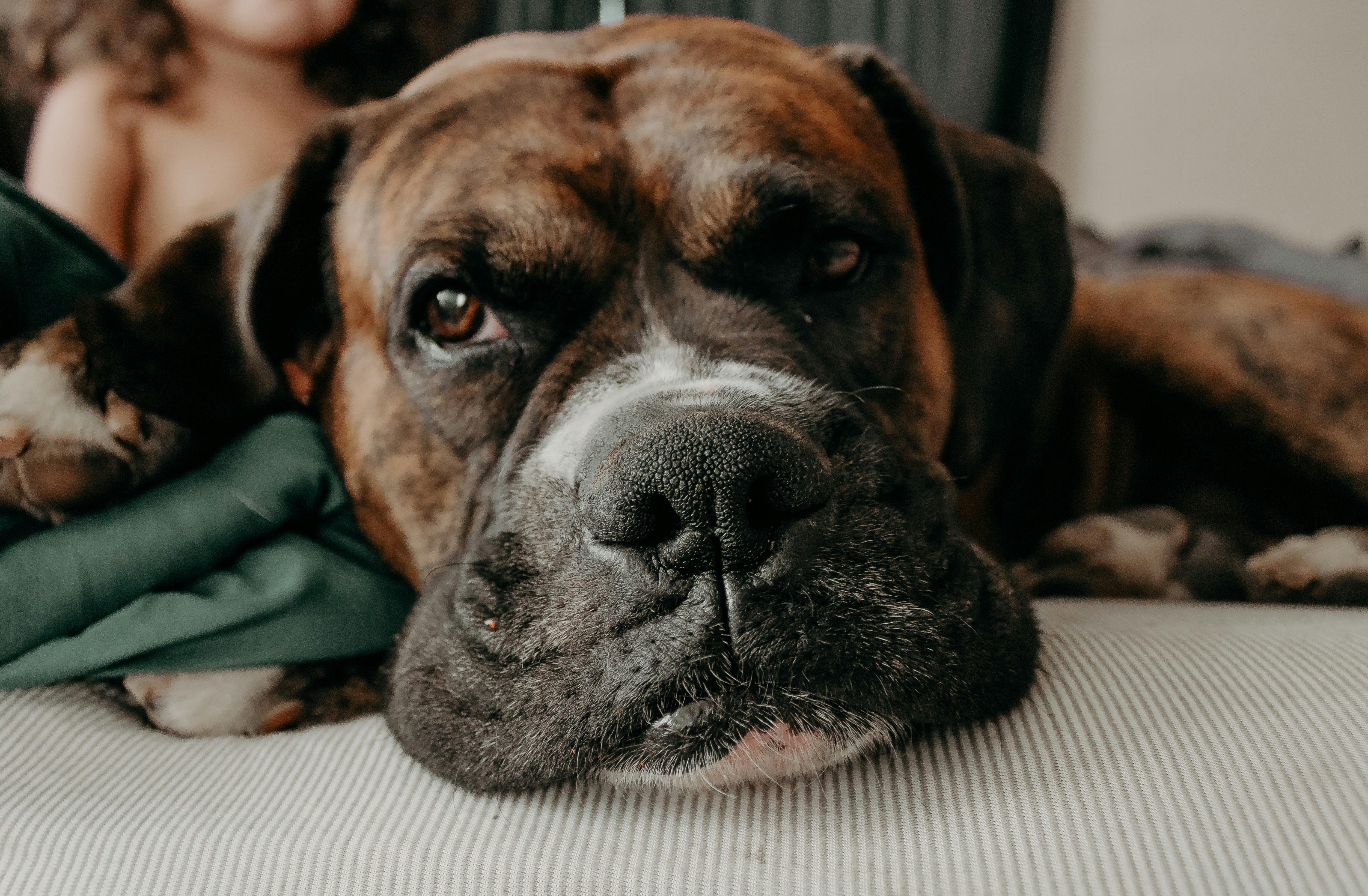 Breed of the Week: Boxer - Paws Playgrounds