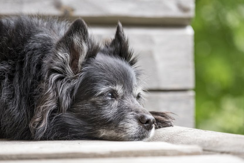 what dog food is best for senior dogs