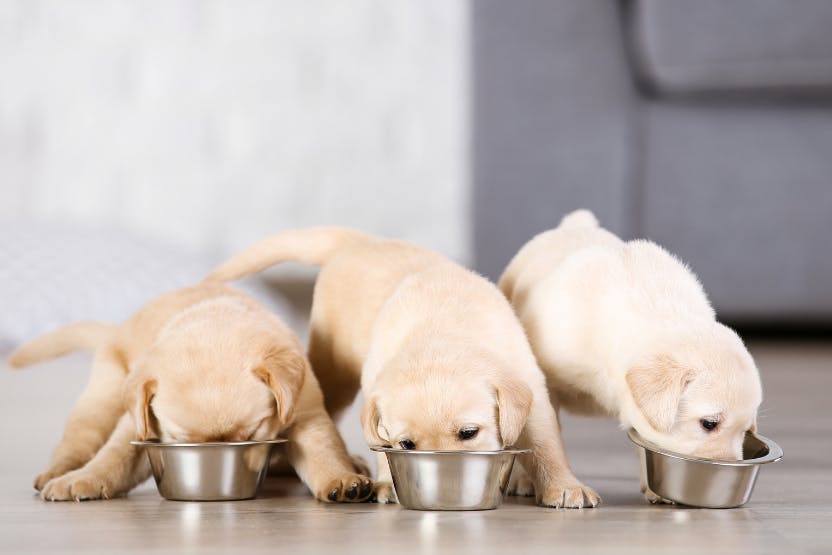 wellness-best-dog-food-for-puppies-hero-image