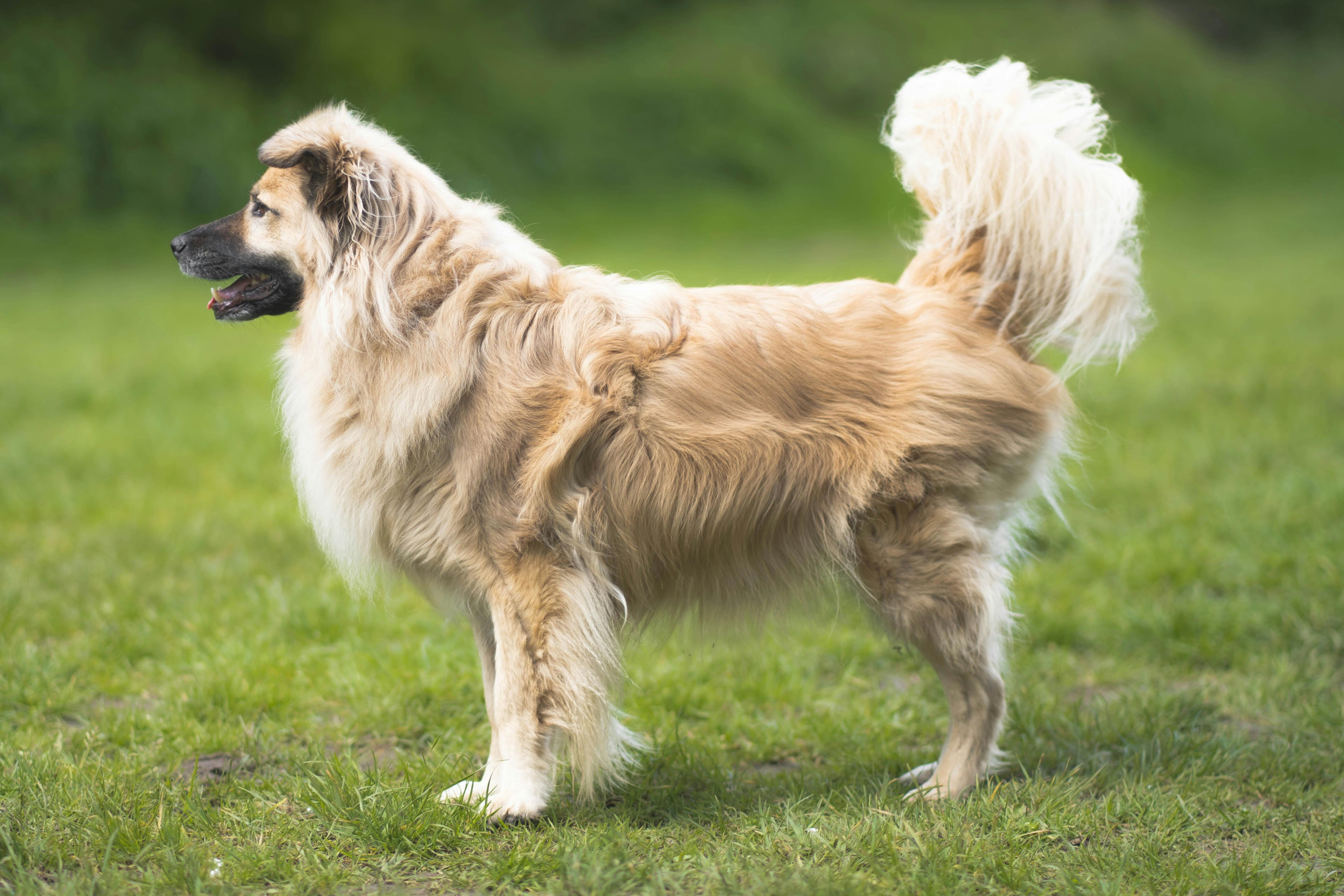 What Causes Infertility In Male Dogs