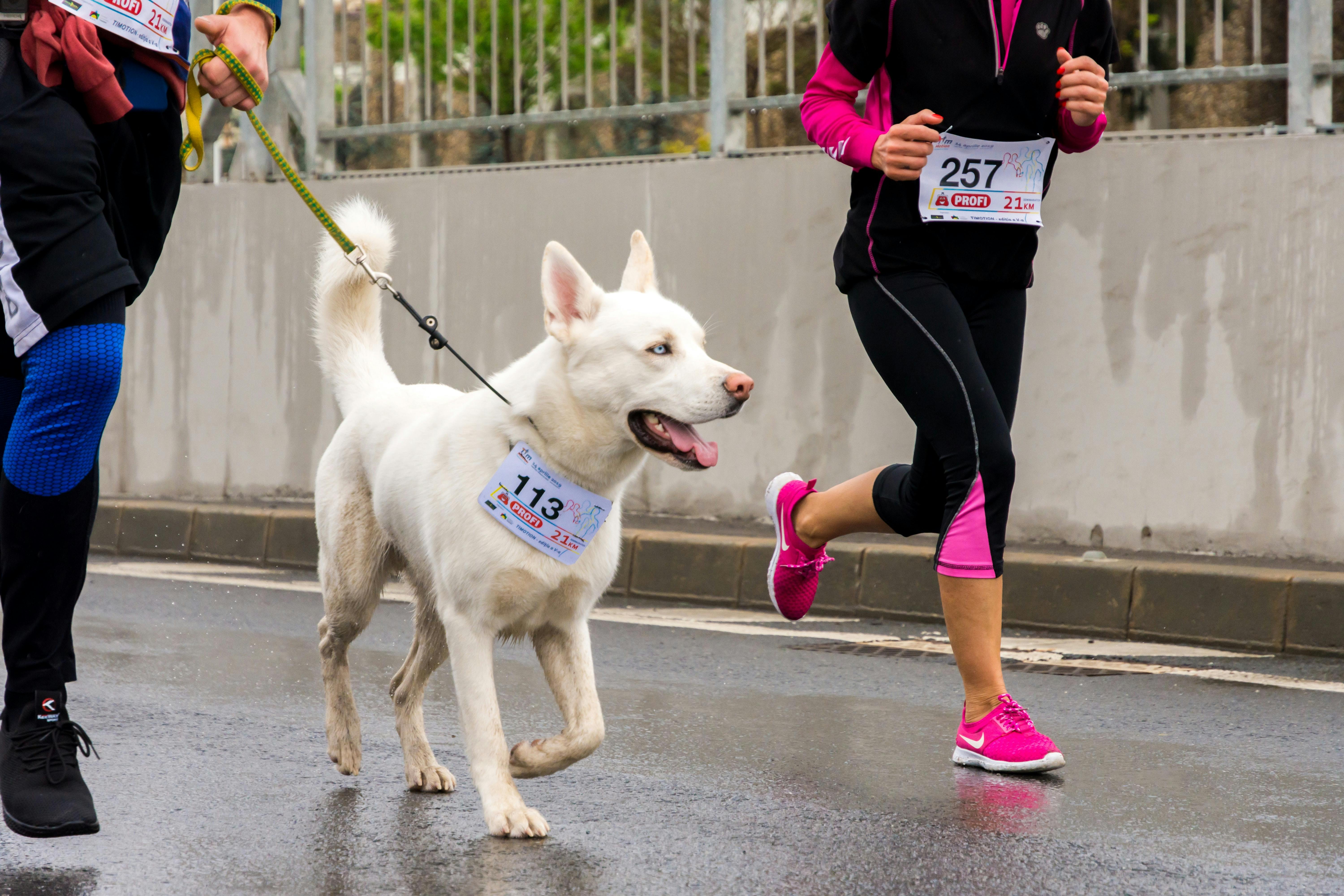 wellness-5-common-cardiovascular-conditions-in-canine-athletes-hero-image
