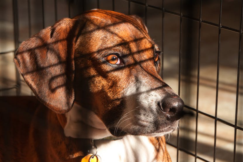 Crate training adult outlet dog