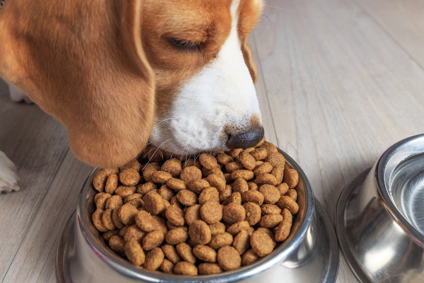 what dog foods do dogs like best