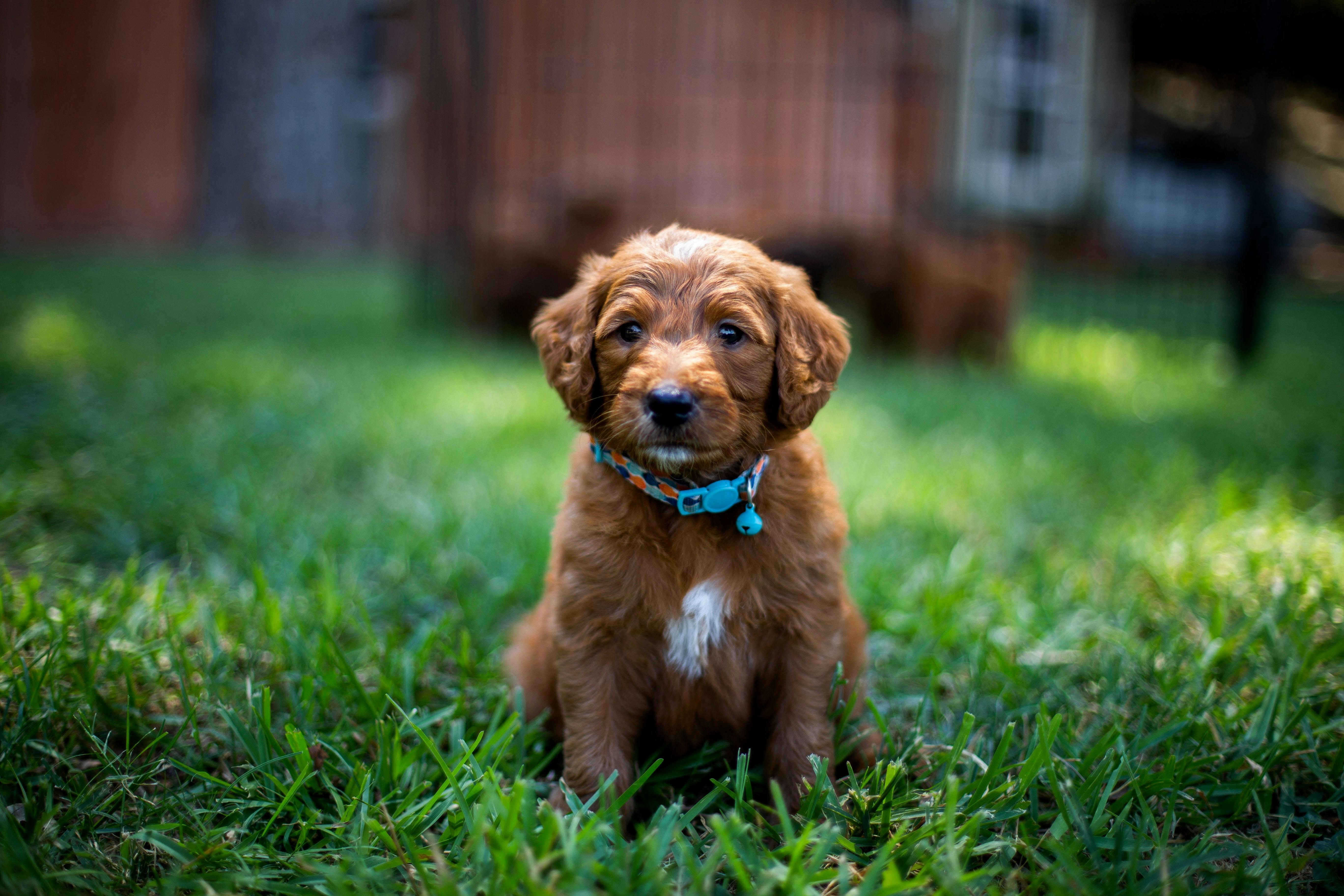 Dog hair clearance dying near me