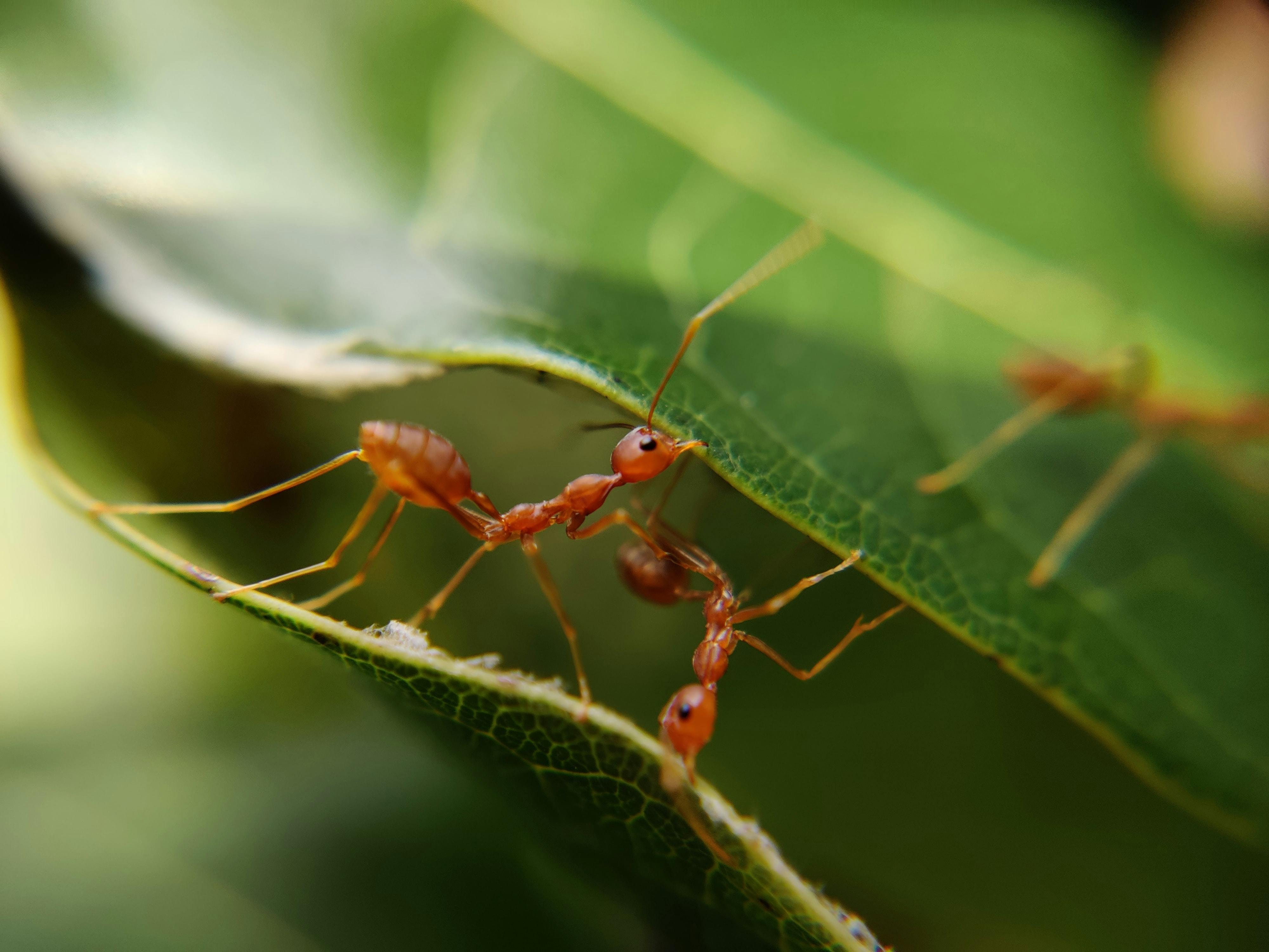 fire ants bites on dogs