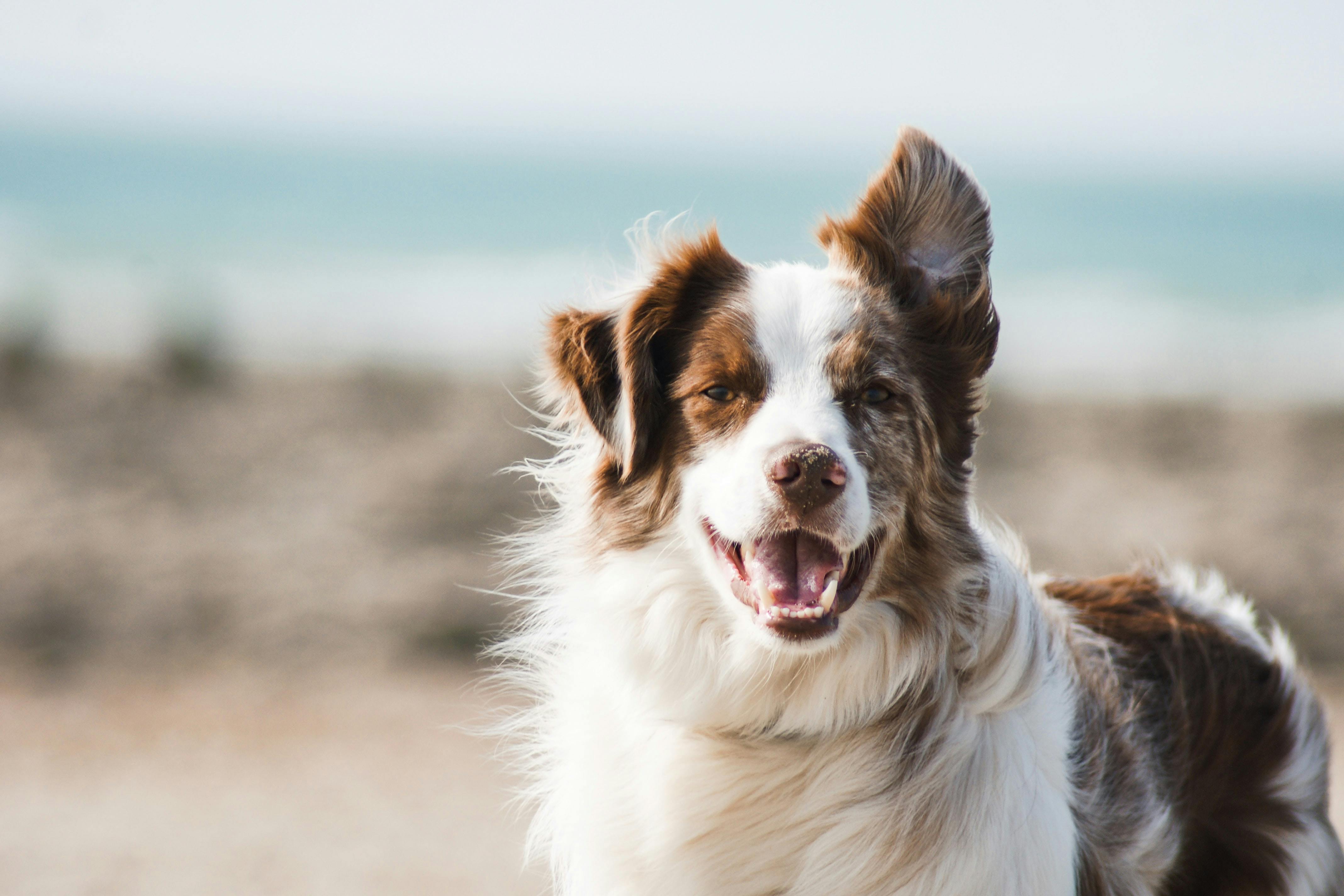 wellness-best-pet-insurance-for-medium-size-dogs-hero-image