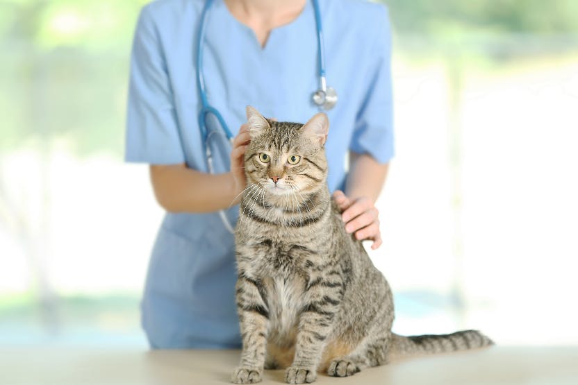 wellness-best-pet-insurance-for-cats-hero-image