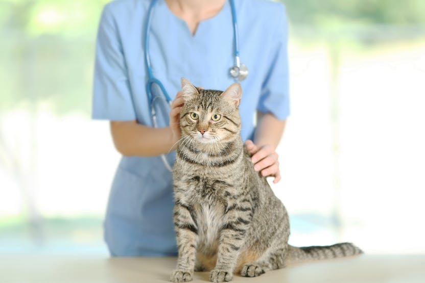 Best Pet Insurance for Cats