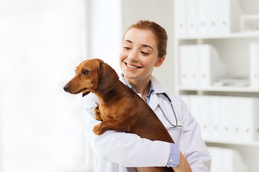 wellness-pet-insurance-vs-wellness-plans-whats-the-difference-hero-image