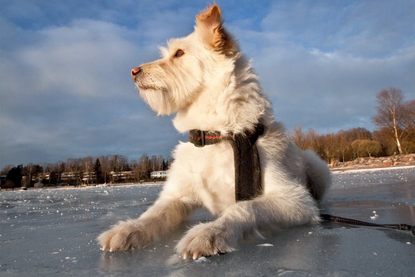 wellness-what-should-i-do-if-my-dog-falls-through-ice-hero-image