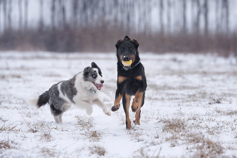 How to give your dog enough mental stimulation - Polite Paws Dog Training