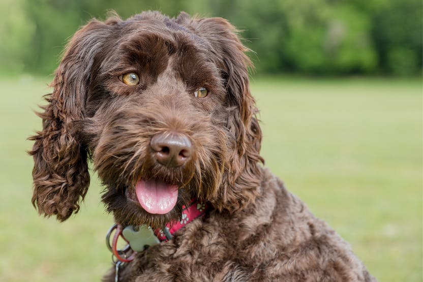 how much should i feed my labradoodle