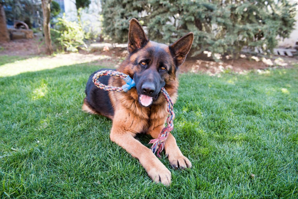 why do german shepherds have sloped backs