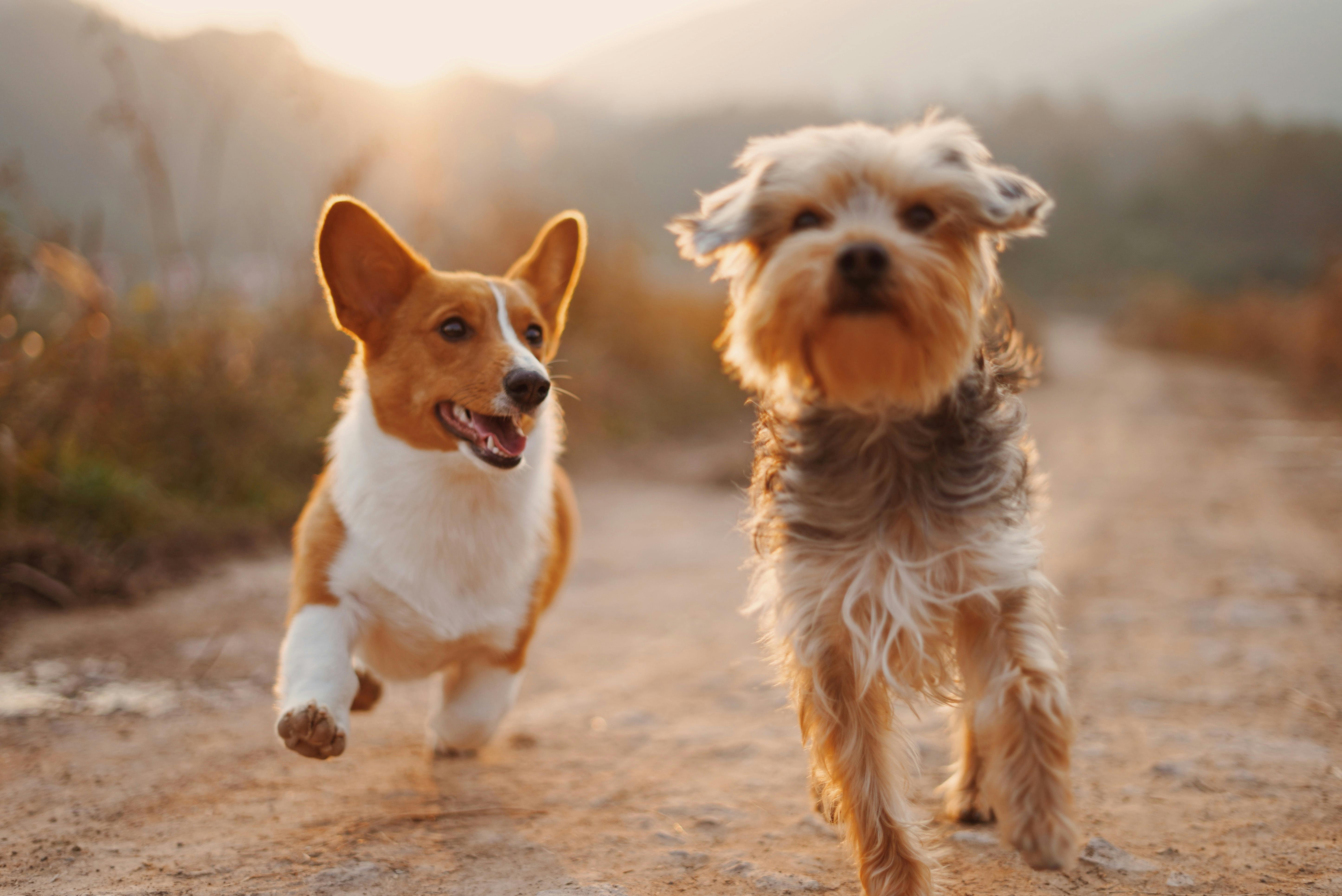 wellness-best-pet-insurance-for-puppies-hero-image