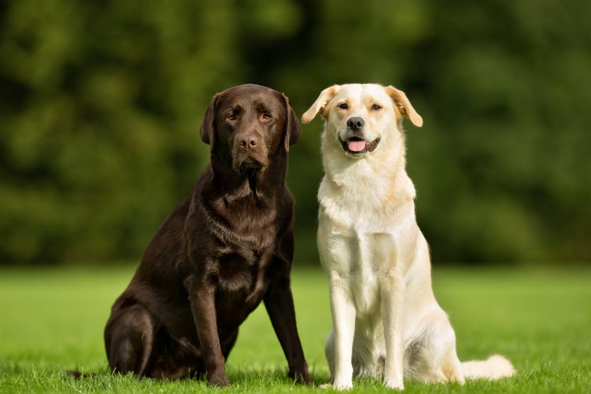 are labradors prone to ear infections