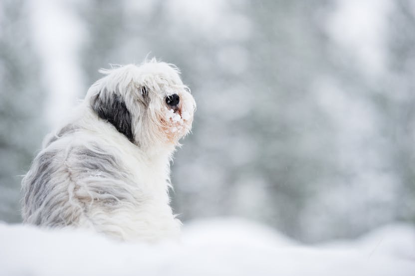 how do you know if your dog has frostbite