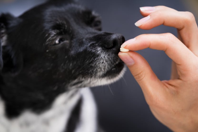 can you give a puppy heartworm medicine