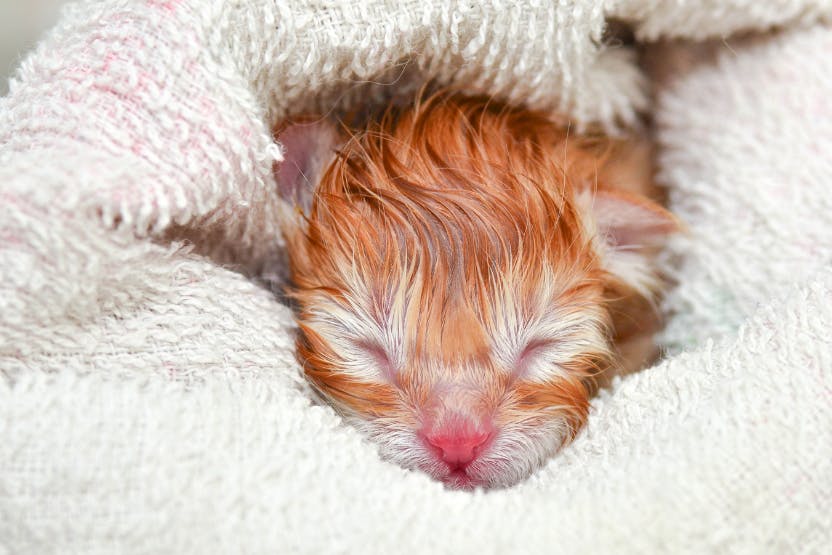 Newborn kittens store