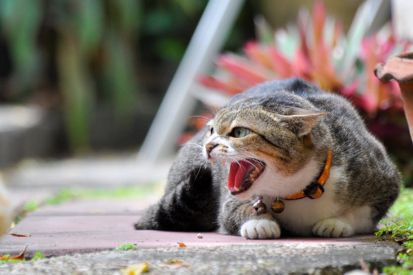 Male cat deals terrorizing female cat