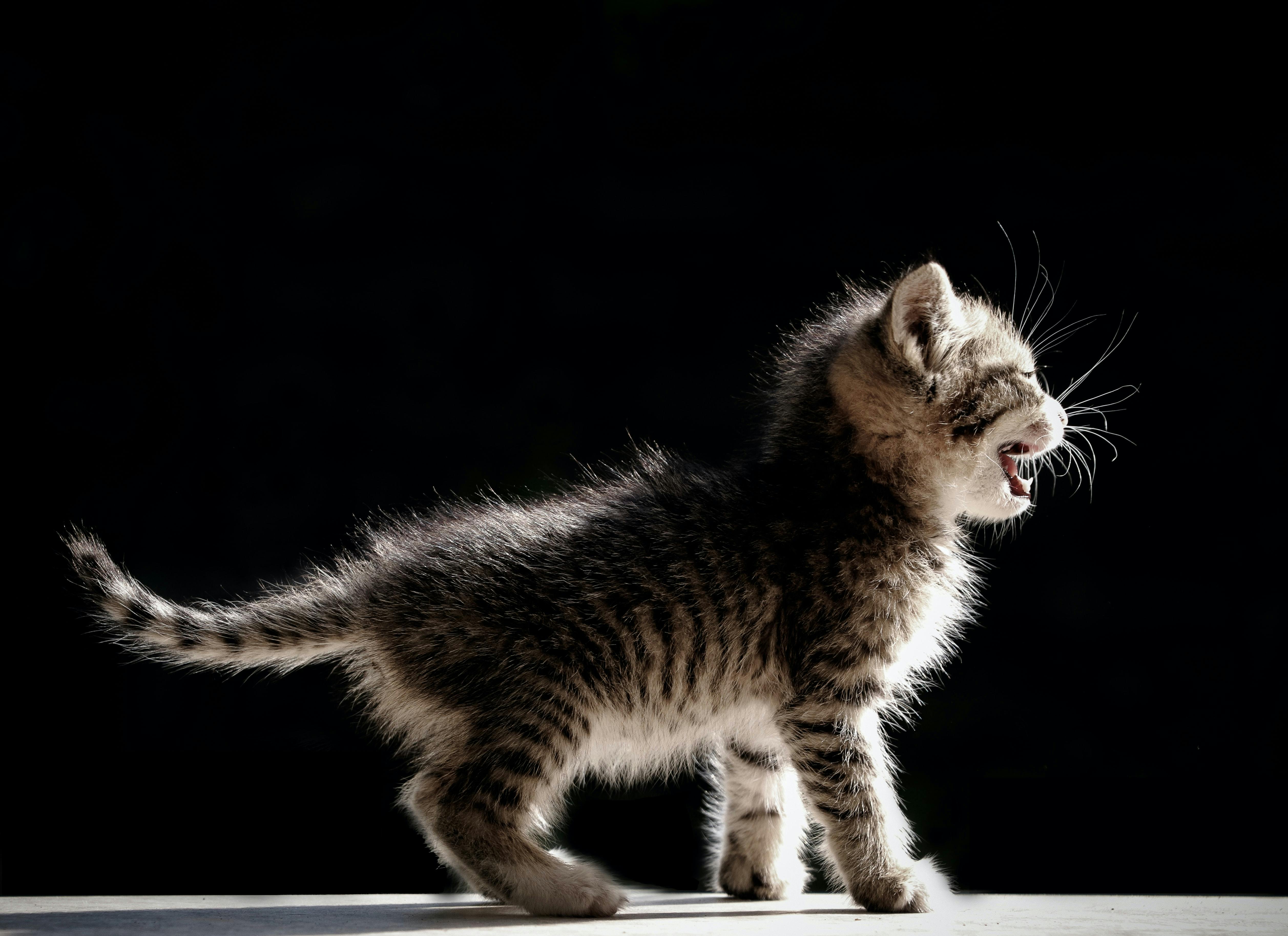 wellness-when-do-kittens-start-walking-hero-image