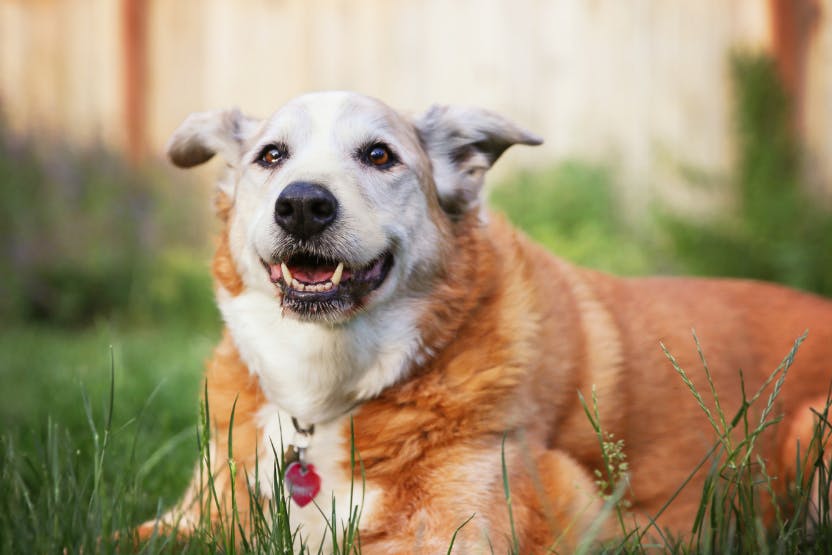 Top 9 Benefits of Dog Boarding