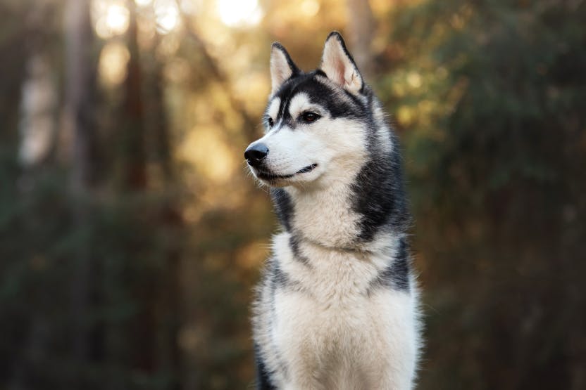 wellness-how-expensive-is-it-to-own-a-husky-hero-image