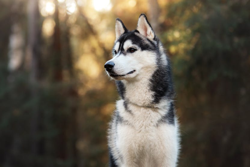 how often should huskies be walked