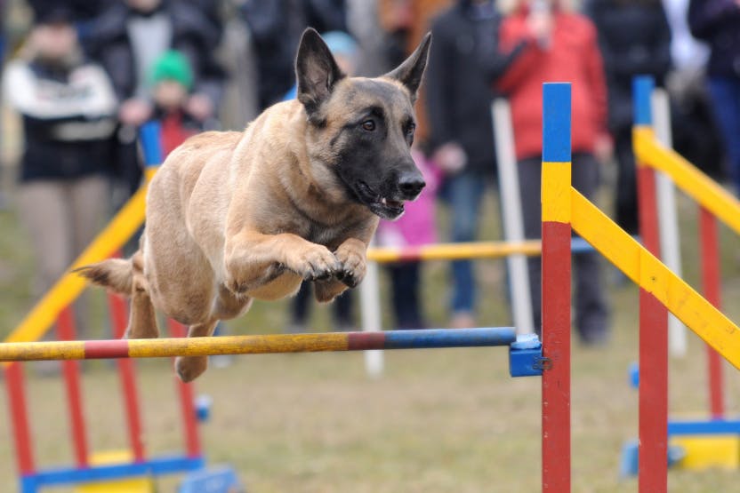 wellness-5-common-musculoskeletal-conditions-in-canine-athletes-hero-image