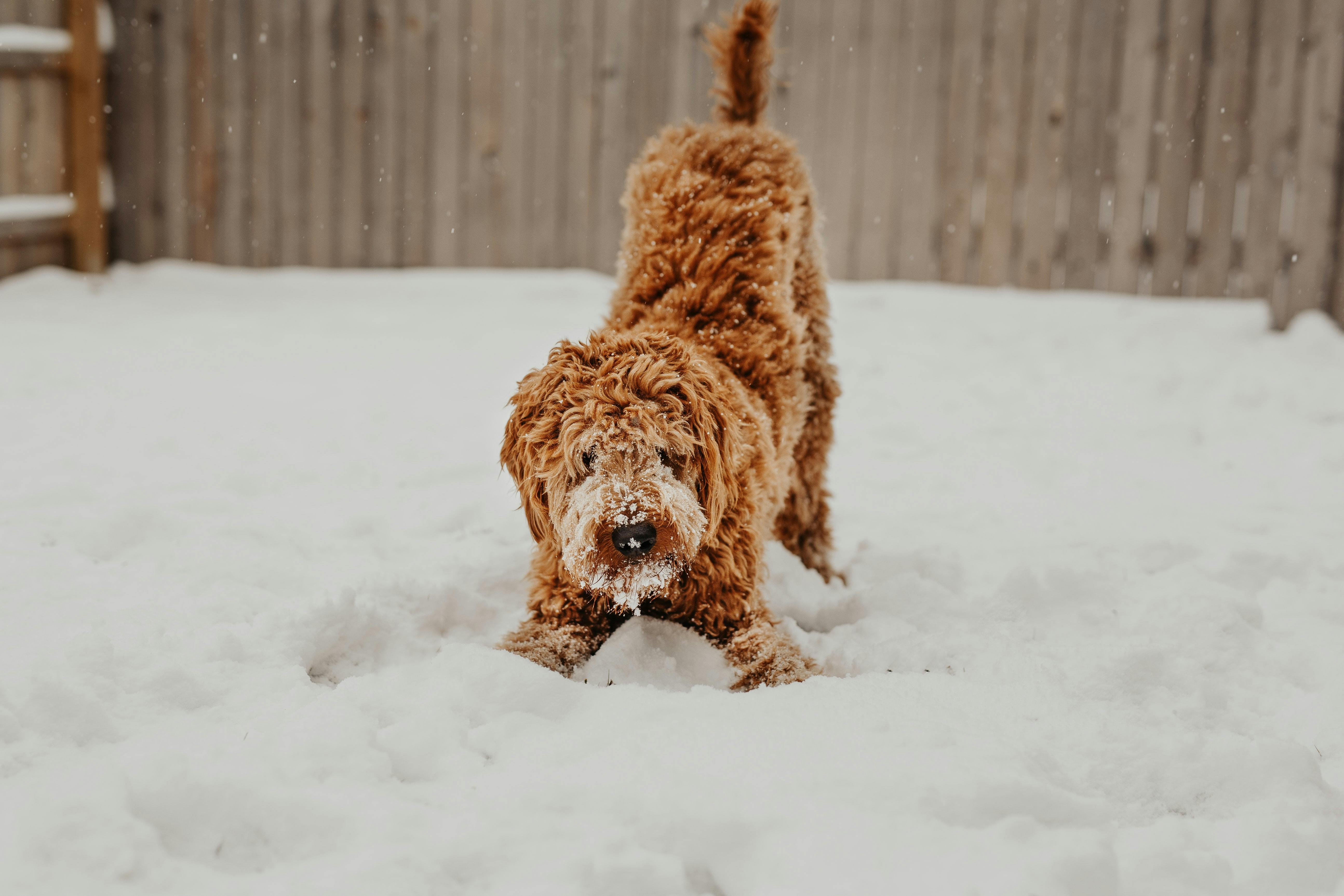 can dogs get fleas or ticks in the winter